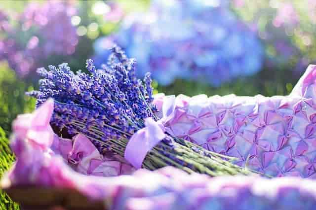 The Benefits of Lavender in Aromatherapy